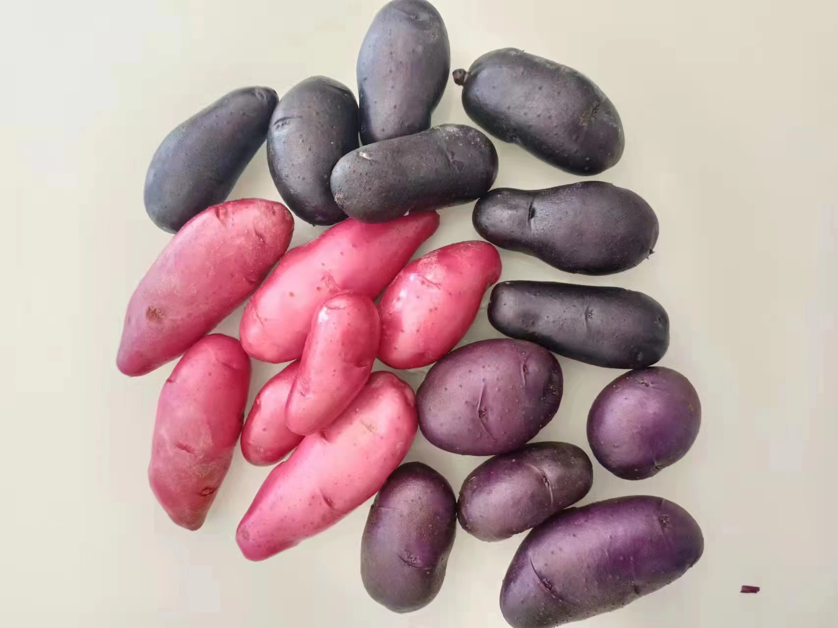 亩产2480公斤重庆巴南引进彩色马铃薯收获测产