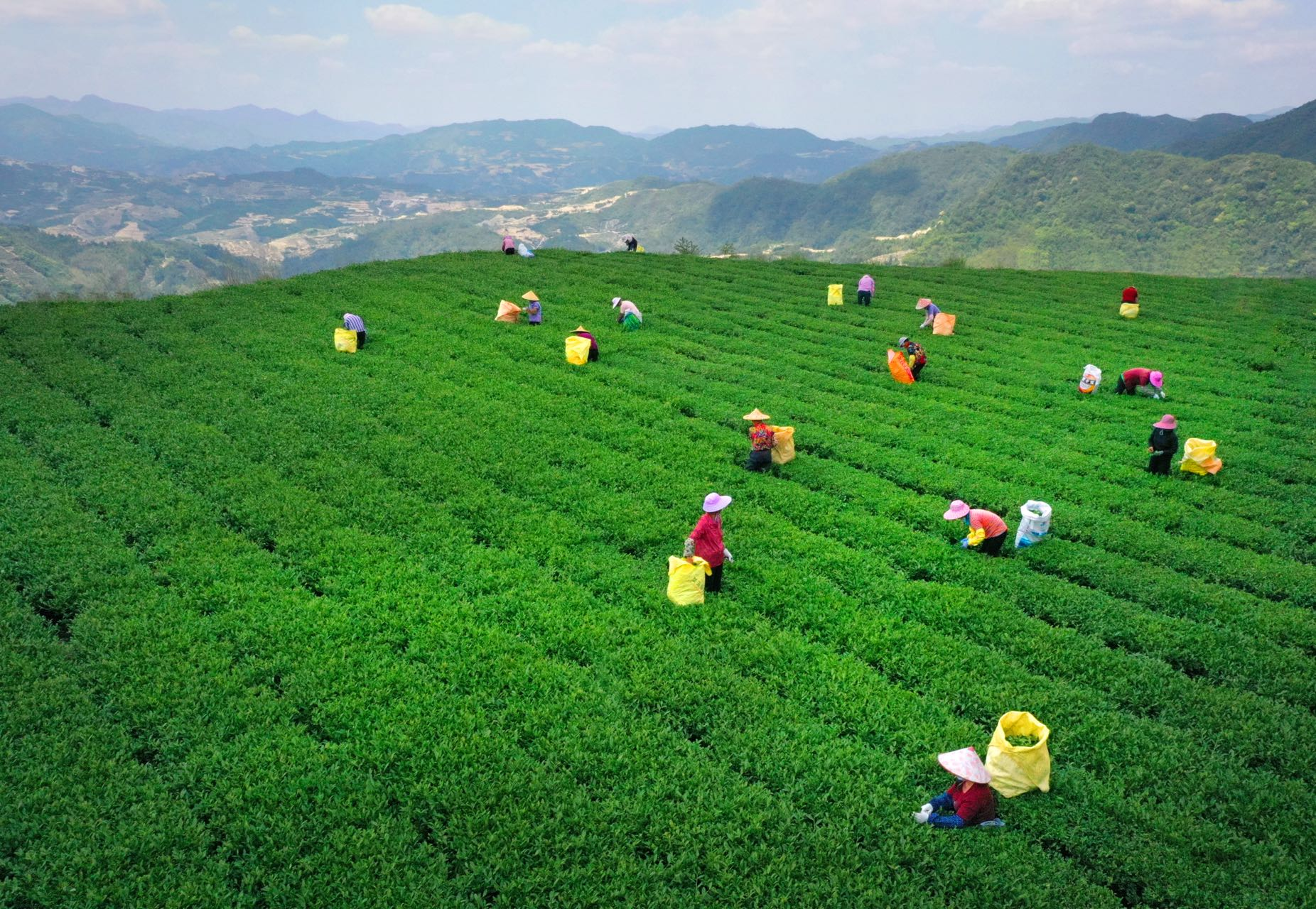 安溪铁观音茶文化系统内一处茶园.受访者供图