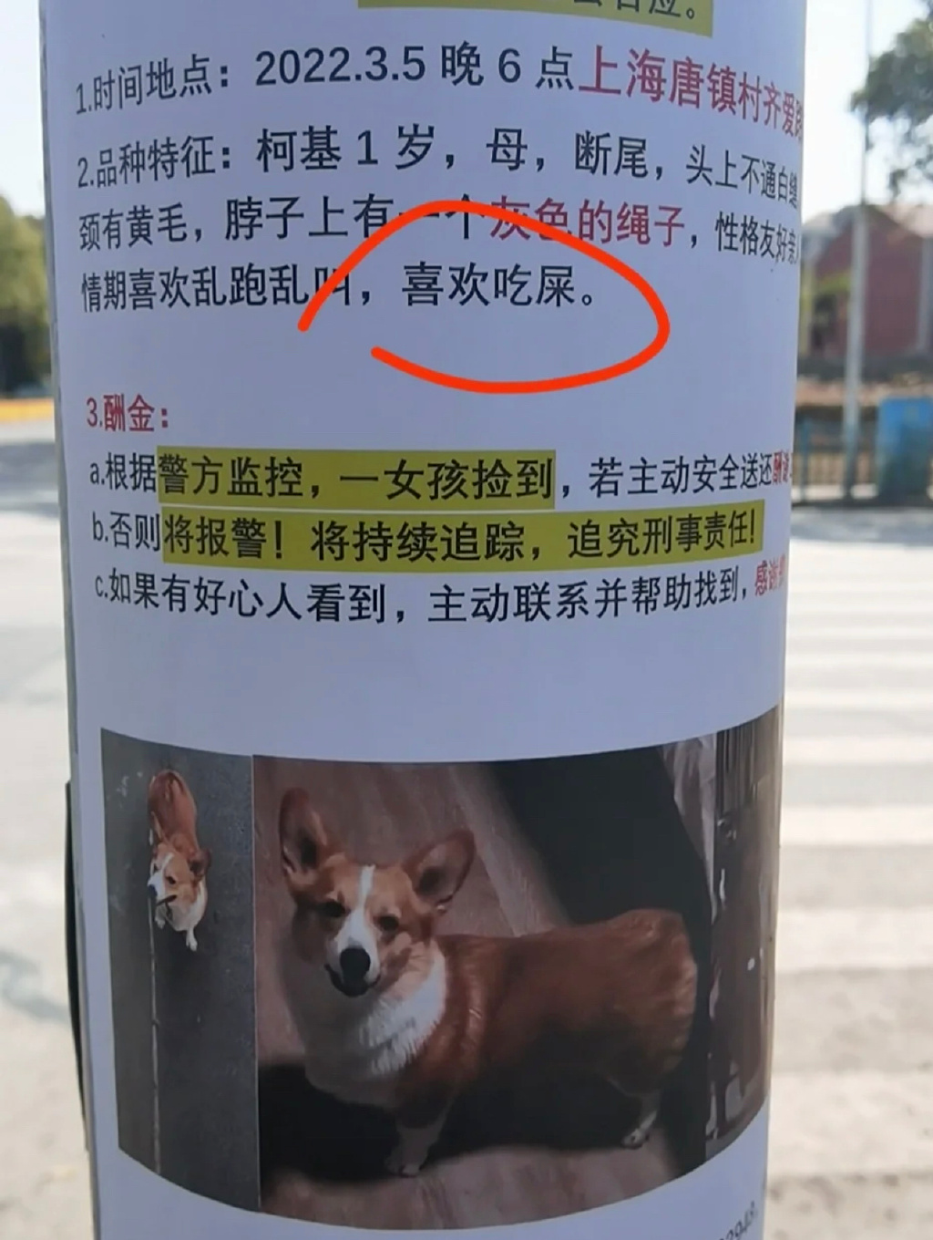 见过最霸气的寻狗启示,一张图,承包了全年笑点.__财经头条