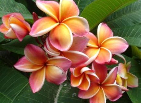 喜欢“唠叨”的三位生肖女，经常把丈夫气到哭，却被丈夫疼爱休闲区蓝鸢梦想 - Www.slyday.coM