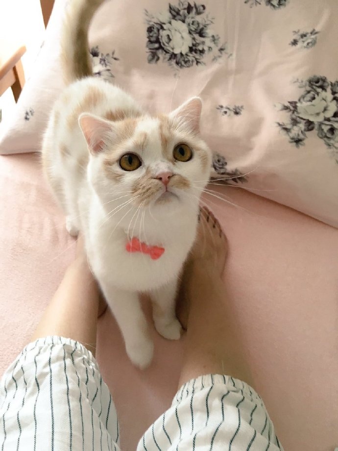 爱撒娇的猫宝宝ホイップ,我的妈呀根本把持不住啊……|猫宝宝_新浪新闻
