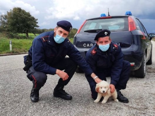 狗妈妈惨死路边，狗宝宝寸步不离，守了3天后才被发现！休闲区蓝鸢梦想 - Www.slyday.coM