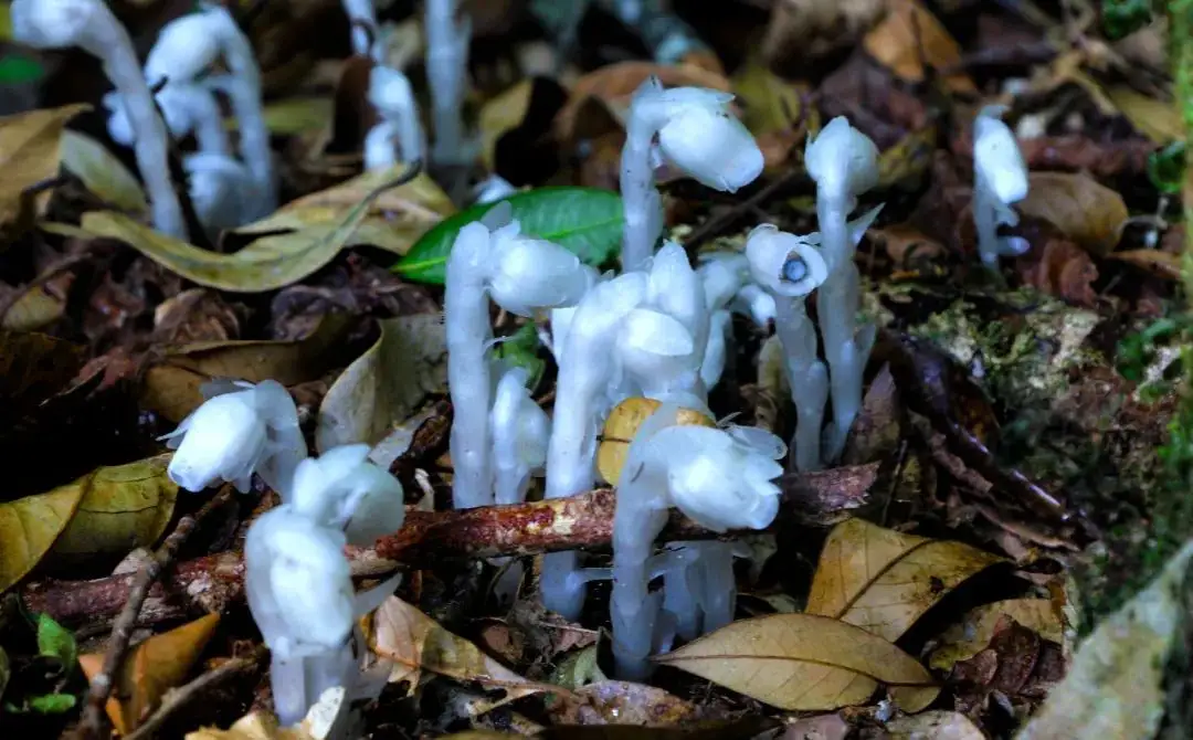 水晶蘭現身雲南通體雪白人工根本養不活為何非常稀少