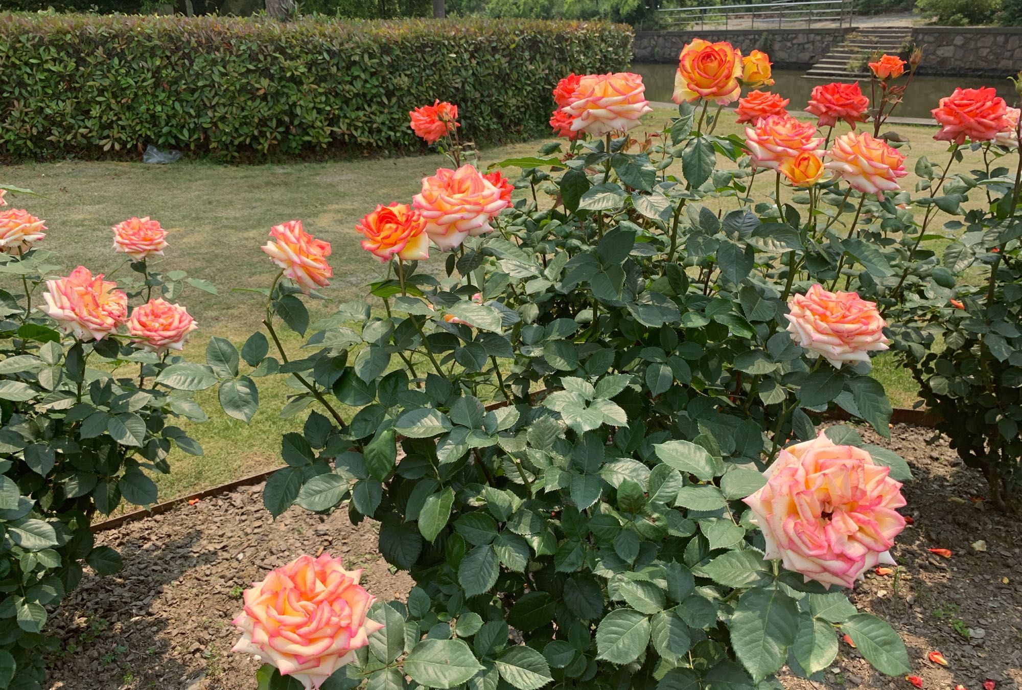 喜欢月季花,就养"阿班斯",皮实好养,花大色美,四季有花开__财经头条