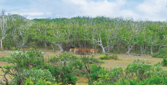 400头！西沙东岛发现大规模野牛群，哪里来的？牛粪给出答案休闲区蓝鸢梦想 - Www.slyday.coM