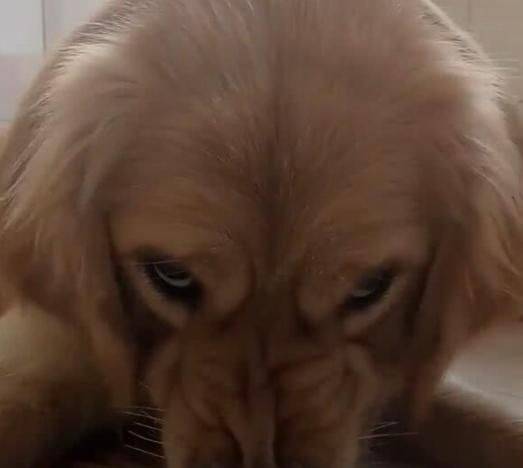 金毛护食严重,主人也不例外,伸手抢食被怒怼休闲区蓝鸢梦想 - Www.slyday.coM 金毛护食严重,主人也不例外,伸手抢食被怒怼休闲区蓝鸢梦想 - Www.slyday.coM