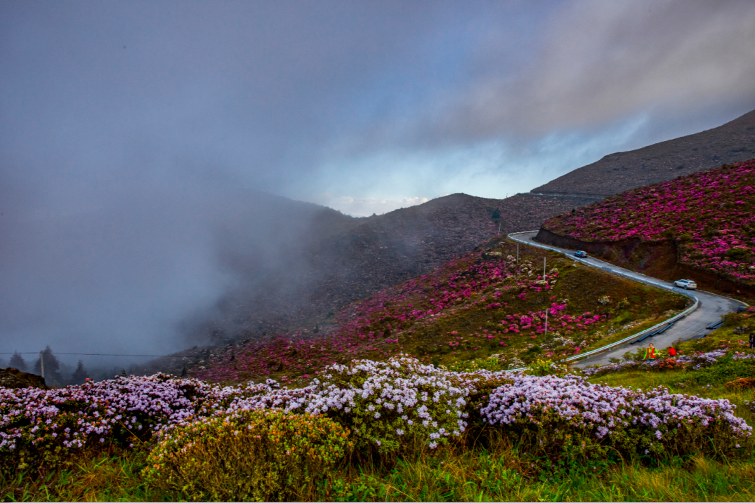 四川十万亩索玛花进入观赏期花美人少不收门票