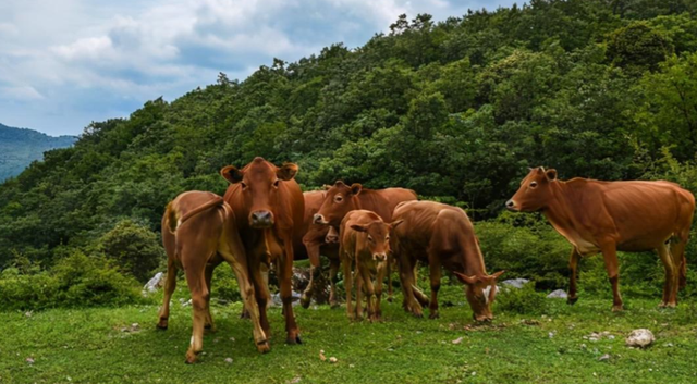 400头！西沙东岛发现大规模野牛群，哪里来的？牛粪给出答案休闲区蓝鸢梦想 - Www.slyday.coM