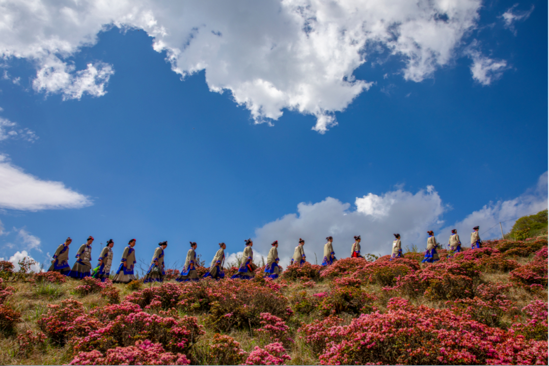 四川十万亩索玛花进入观赏期花美人少不收门票