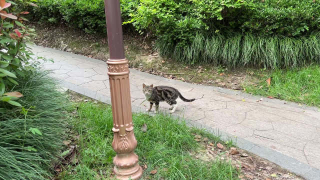 发现小区的一只小野猫