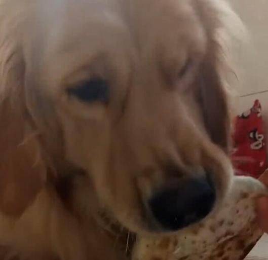 金毛护食严重,主人也不例外,伸手抢食被怒怼休闲区蓝鸢梦想 - Www.slyday.coM 金毛护食严重,主人也不例外,伸手抢食被怒怼休闲区蓝鸢梦想 - Www.slyday.coM