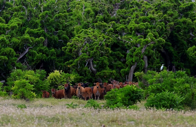 400头！西沙东岛发现大规模野牛群，哪里来的？牛粪给出答案休闲区蓝鸢梦想 - Www.slyday.coM
