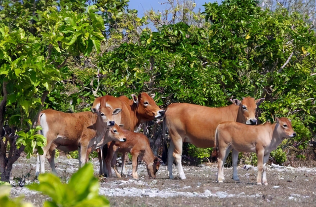 400头！西沙东岛发现大规模野牛群，哪里来的？牛粪给出答案休闲区蓝鸢梦想 - Www.slyday.coM