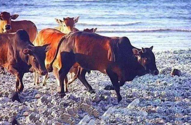 400头！西沙东岛发现大规模野牛群，哪里来的？牛粪给出答案休闲区蓝鸢梦想 - Www.slyday.coM