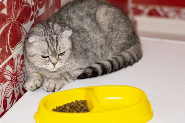 女子盗窃八次,只为给流浪猫狗喂食,能因为爱心给她免罪吗?休闲区蓝鸢梦想 - Www.slyday.coM 女子盗窃八次,只为给流浪猫狗喂食,能因为爱心给她免罪吗?休闲区蓝鸢梦想 - Www.slyday.coM