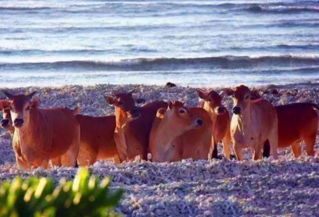 400头！西沙东岛发现大规模野牛群，哪里来的？牛粪给出答案休闲区蓝鸢梦想 - Www.slyday.coM