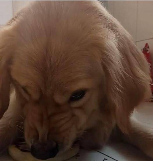 金毛护食严重,主人也不例外,伸手抢食被怒怼休闲区蓝鸢梦想 - Www.slyday.coM 金毛护食严重,主人也不例外,伸手抢食被怒怼休闲区蓝鸢梦想 - Www.slyday.coM