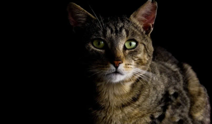 我需要为小猫咪留一盏灯吗?休闲区蓝鸢梦想 - Www.slyday.coM 我需要为小猫咪留一盏灯吗?休闲区蓝鸢梦想 - Www.slyday.coM