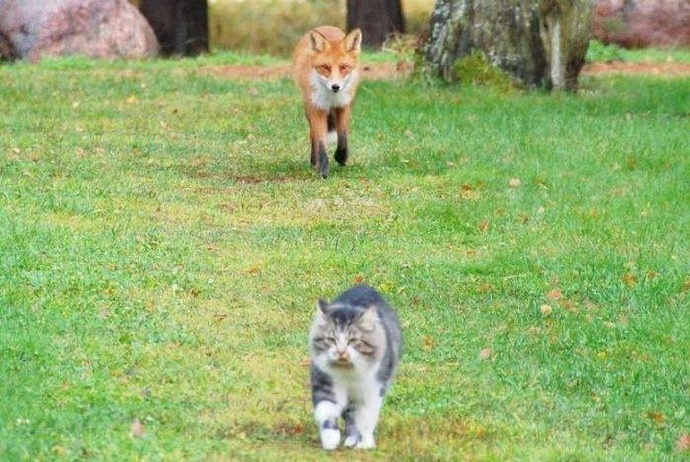 好奇的小狐狸跟着喵星人，最后被追到飞了起来...