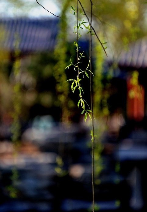 柳垂丝花满树莺啼楚岸春天暮