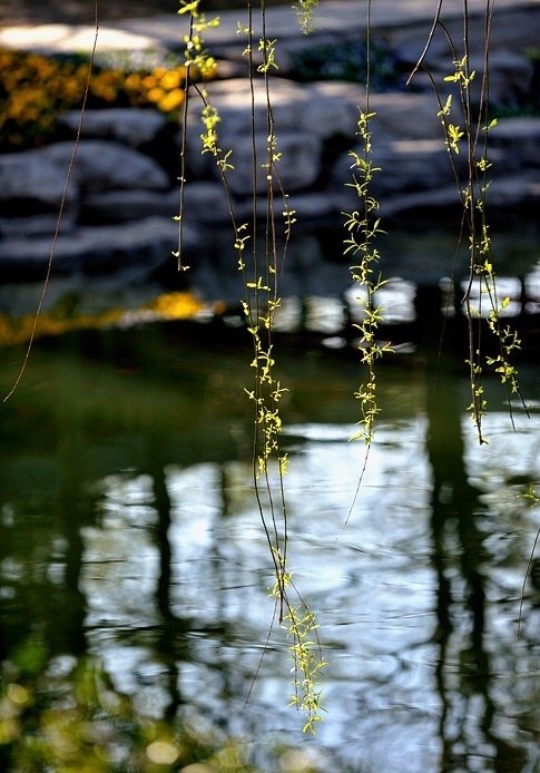 柳垂丝花满树莺啼楚岸春天暮