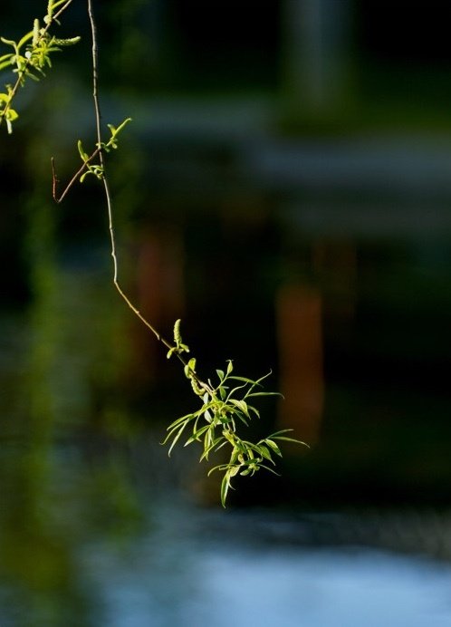 柳垂丝花满树莺啼楚岸春天暮