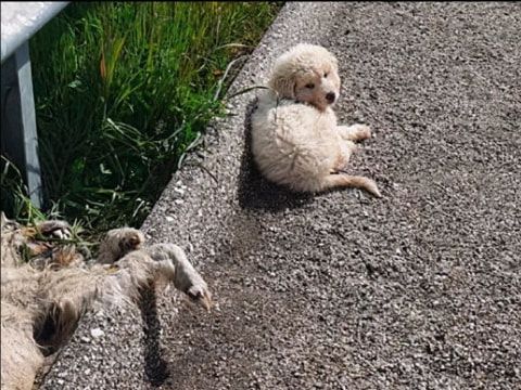 狗妈妈惨死路边，狗宝宝寸步不离，守了3天后才被发现！休闲区蓝鸢梦想 - Www.slyday.coM