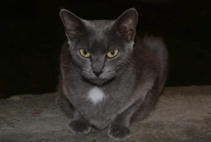 我需要为小猫咪留一盏灯吗?休闲区蓝鸢梦想 - Www.slyday.coM 我需要为小猫咪留一盏灯吗?休闲区蓝鸢梦想 - Www.slyday.coM