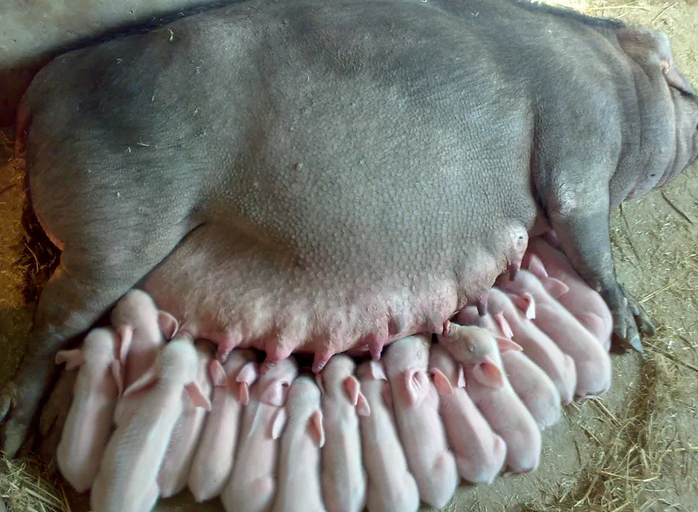 母猪产仔后应该怎么护理?本文告诉你__财经头条