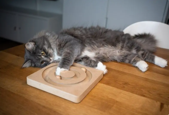 我需要为小猫咪留一盏灯吗?休闲区蓝鸢梦想 - Www.slyday.coM 我需要为小猫咪留一盏灯吗?休闲区蓝鸢梦想 - Www.slyday.coM