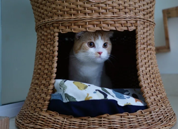 我需要为小猫咪留一盏灯吗?休闲区蓝鸢梦想 - Www.slyday.coM 我需要为小猫咪留一盏灯吗?休闲区蓝鸢梦想 - Www.slyday.coM