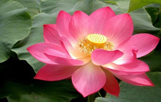 喜欢“唠叨”的三位生肖女，经常把丈夫气到哭，却被丈夫疼爱休闲区蓝鸢梦想 - Www.slyday.coM