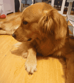 宠物狗被主人“捧在手心”长大,有些表现骗不了人休闲区蓝鸢梦想 - Www.slyday.coM 宠物狗被主人“捧在手心”长大,有些表现骗不了人休闲区蓝鸢梦想 - Www.slyday.coM