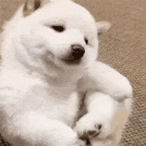 宠物狗被主人“捧在手心”长大,有些表现骗不了人休闲区蓝鸢梦想 - Www.slyday.coM 宠物狗被主人“捧在手心”长大,有些表现骗不了人休闲区蓝鸢梦想 - Www.slyday.coM