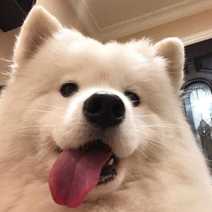 宠物狗被主人“捧在手心”长大,有些表现骗不了人休闲区蓝鸢梦想 - Www.slyday.coM 宠物狗被主人“捧在手心”长大,有些表现骗不了人休闲区蓝鸢梦想 - Www.slyday.coM