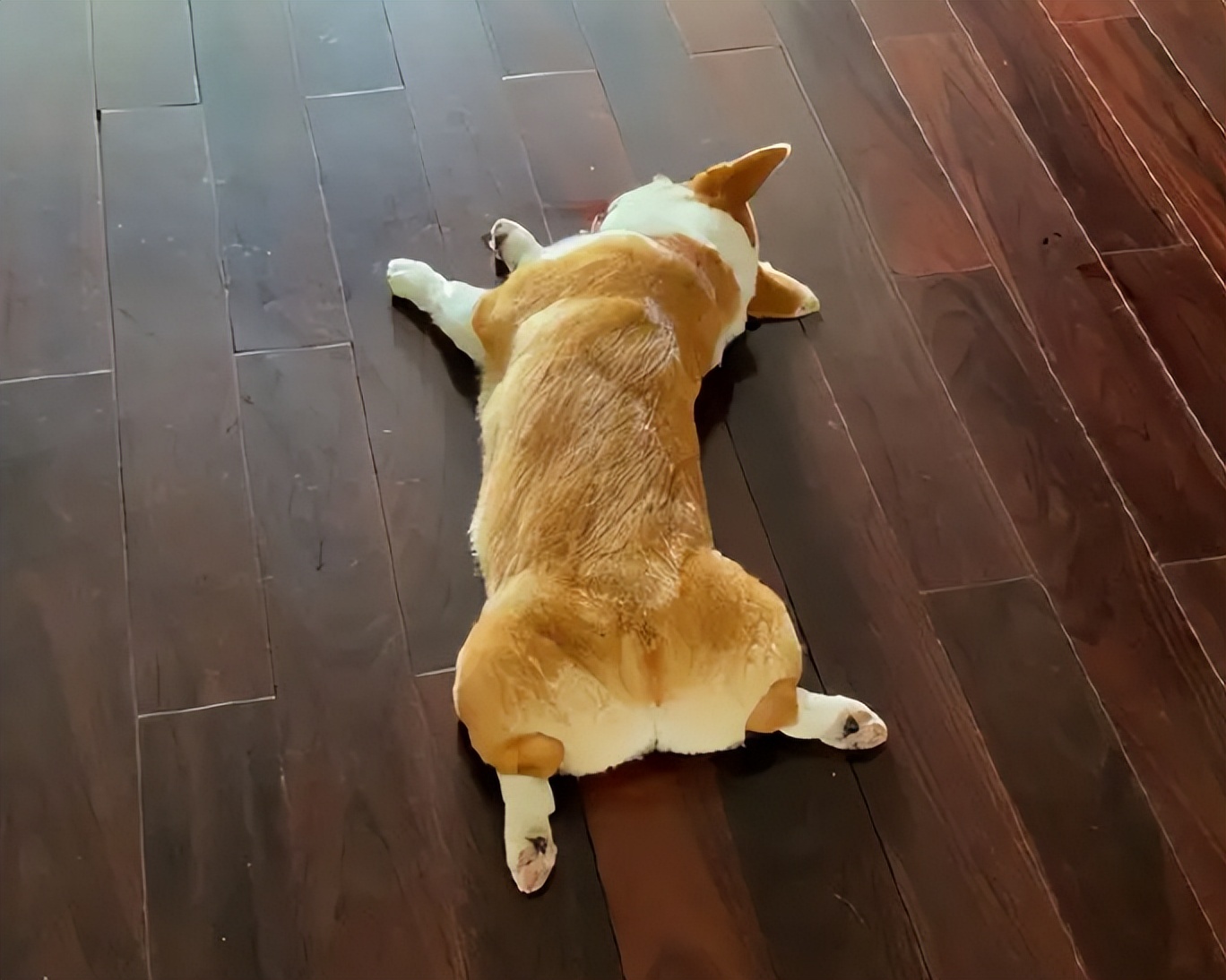 宠物狗被主人“捧在手心”长大,有些表现骗不了人休闲区蓝鸢梦想 - Www.slyday.coM 宠物狗被主人“捧在手心”长大,有些表现骗不了人休闲区蓝鸢梦想 - Www.slyday.coM