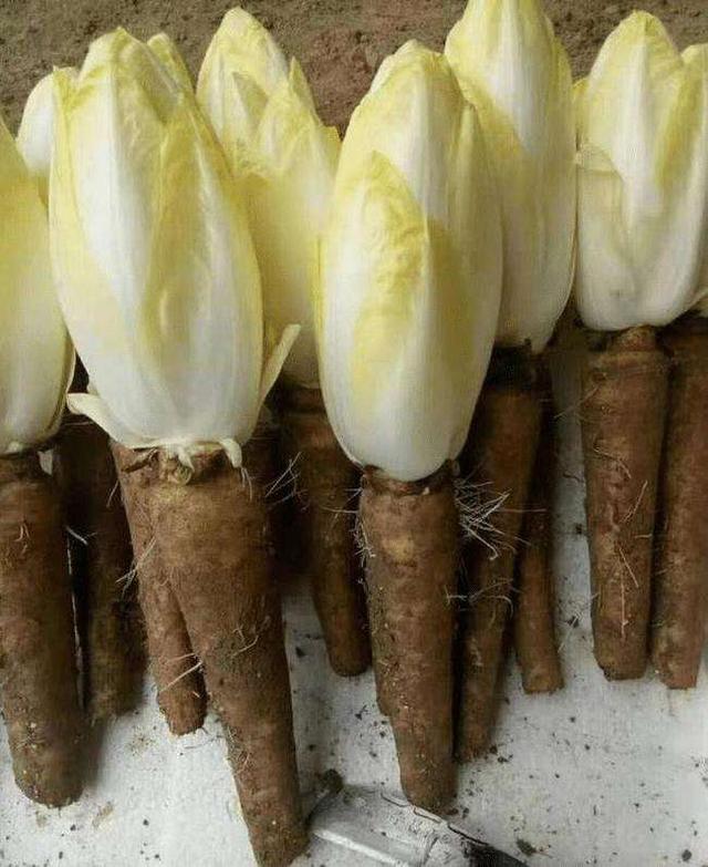 90后邻居送了我几根"菜根",一开始是拒绝的,得知