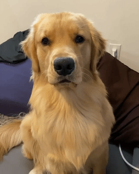 宠物狗被主人“捧在手心”长大,有些表现骗不了人休闲区蓝鸢梦想 - Www.slyday.coM 宠物狗被主人“捧在手心”长大,有些表现骗不了人休闲区蓝鸢梦想 - Www.slyday.coM