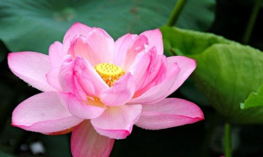 喜欢“唠叨”的三位生肖女，经常把丈夫气到哭，却被丈夫疼爱休闲区蓝鸢梦想 - Www.slyday.coM