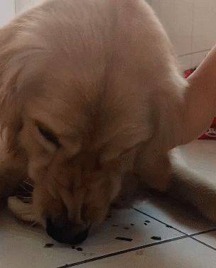 金毛护食严重,主人也不例外,伸手抢食被怒怼休闲区蓝鸢梦想 - Www.slyday.coM 金毛护食严重,主人也不例外,伸手抢食被怒怼休闲区蓝鸢梦想 - Www.slyday.coM