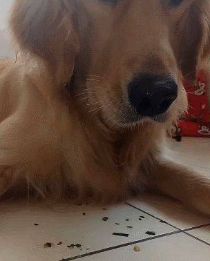 金毛护食严重,主人也不例外,伸手抢食被怒怼休闲区蓝鸢梦想 - Www.slyday.coM 金毛护食严重,主人也不例外,伸手抢食被怒怼休闲区蓝鸢梦想 - Www.slyday.coM