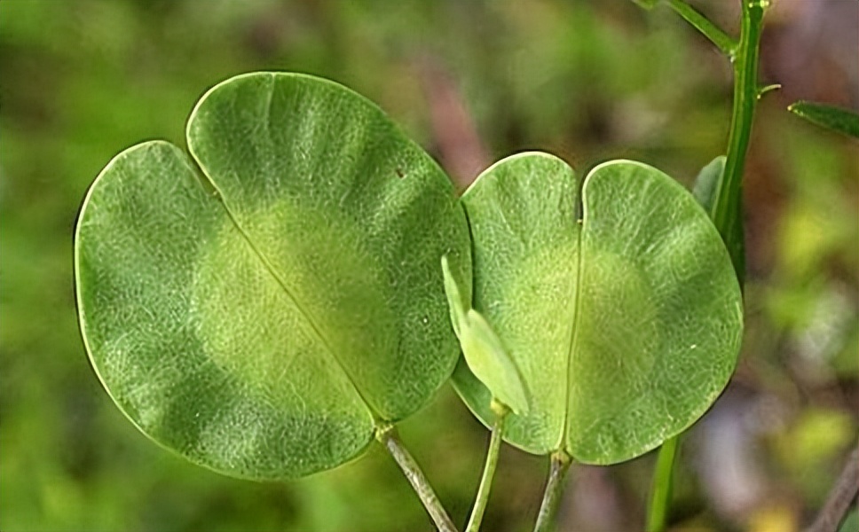 最神奇的一种植物名为菥蓂,它有个更可爱的名字叫做苏败酱,在这种草本