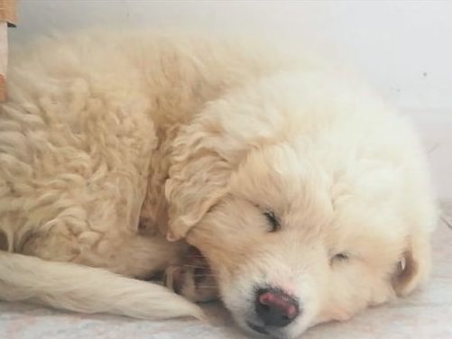 狗妈妈惨死路边，狗宝宝寸步不离，守了3天后才被发现！休闲区蓝鸢梦想 - Www.slyday.coM