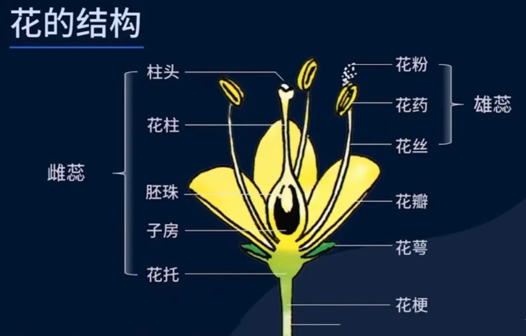 在这场长达至少1500万年的1万多种兰花参与的"集体骗局"当中,它们除了