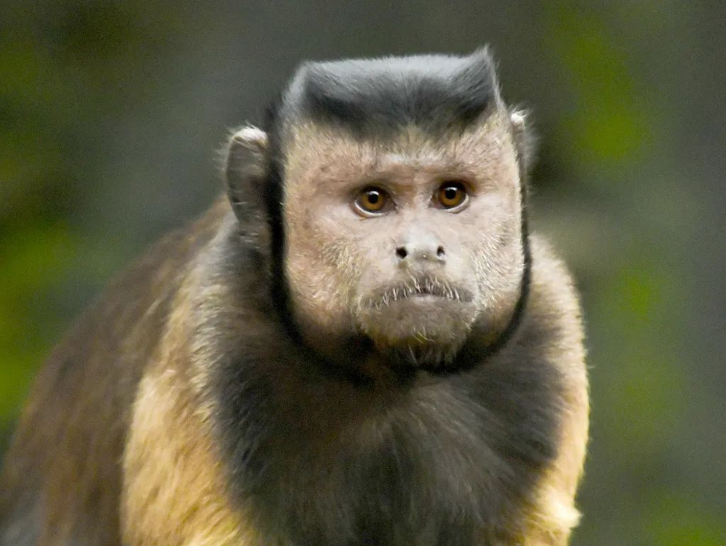 这张网红国字脸过着一夫多妻的生活