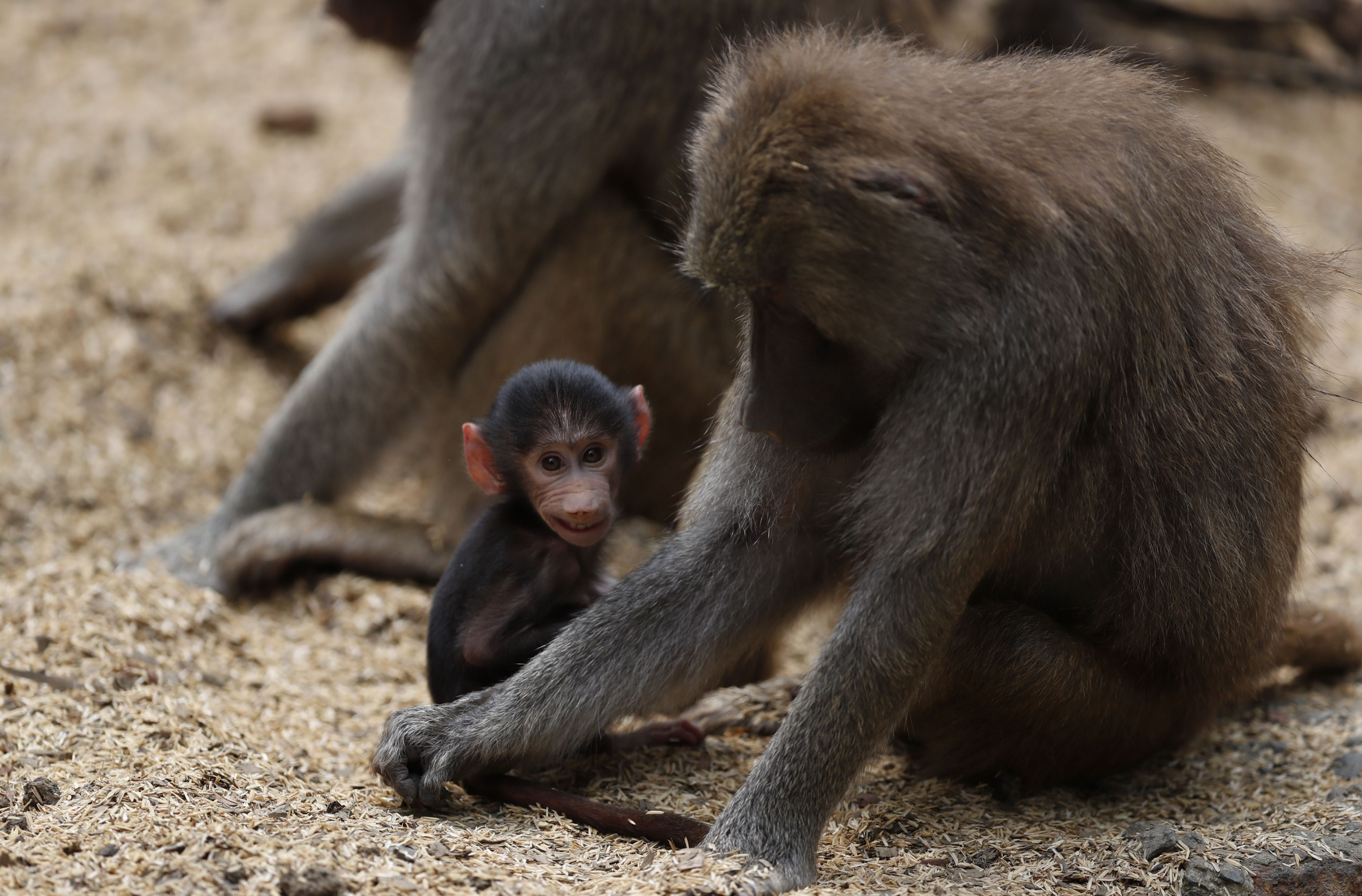 5月25日,在哥倫比亞卡利動物園,一隻小狒狒掛在媽媽身上.新華社/歐新