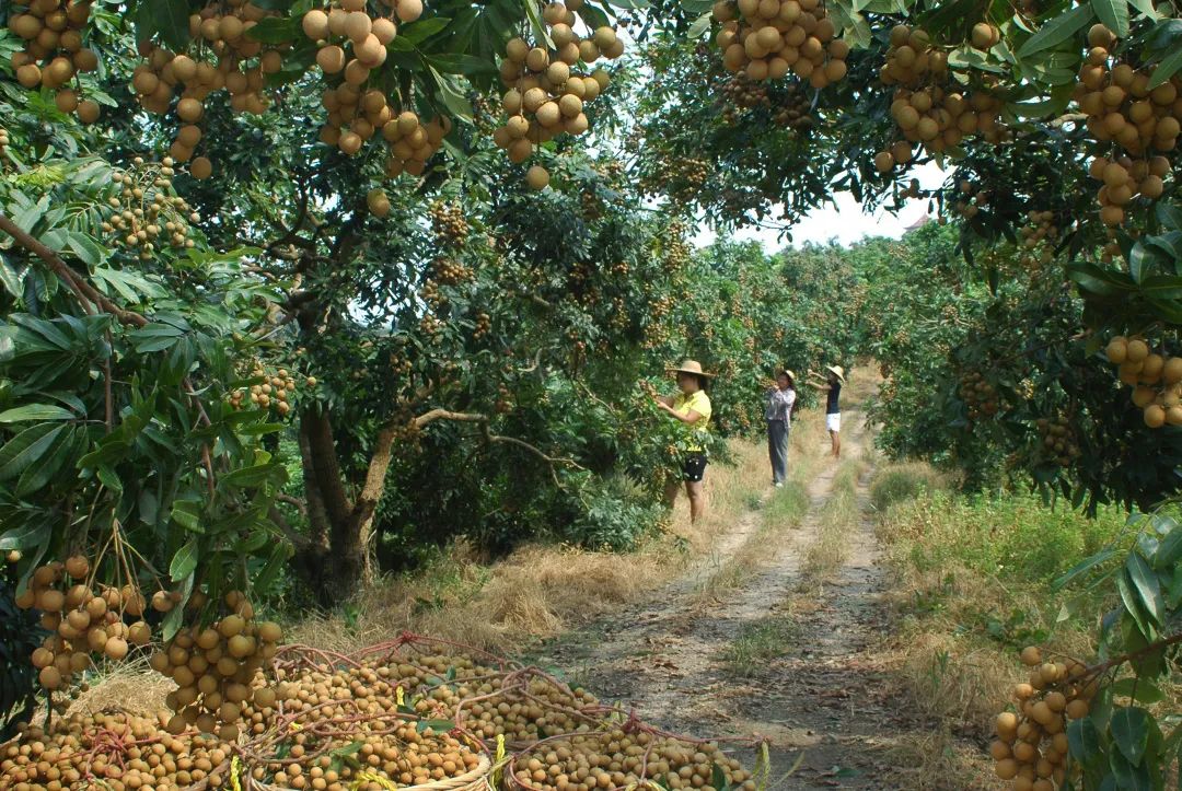 茂名市龙眼种植历史悠久,最早可追溯到2000年前的汉代,唐代更被列为