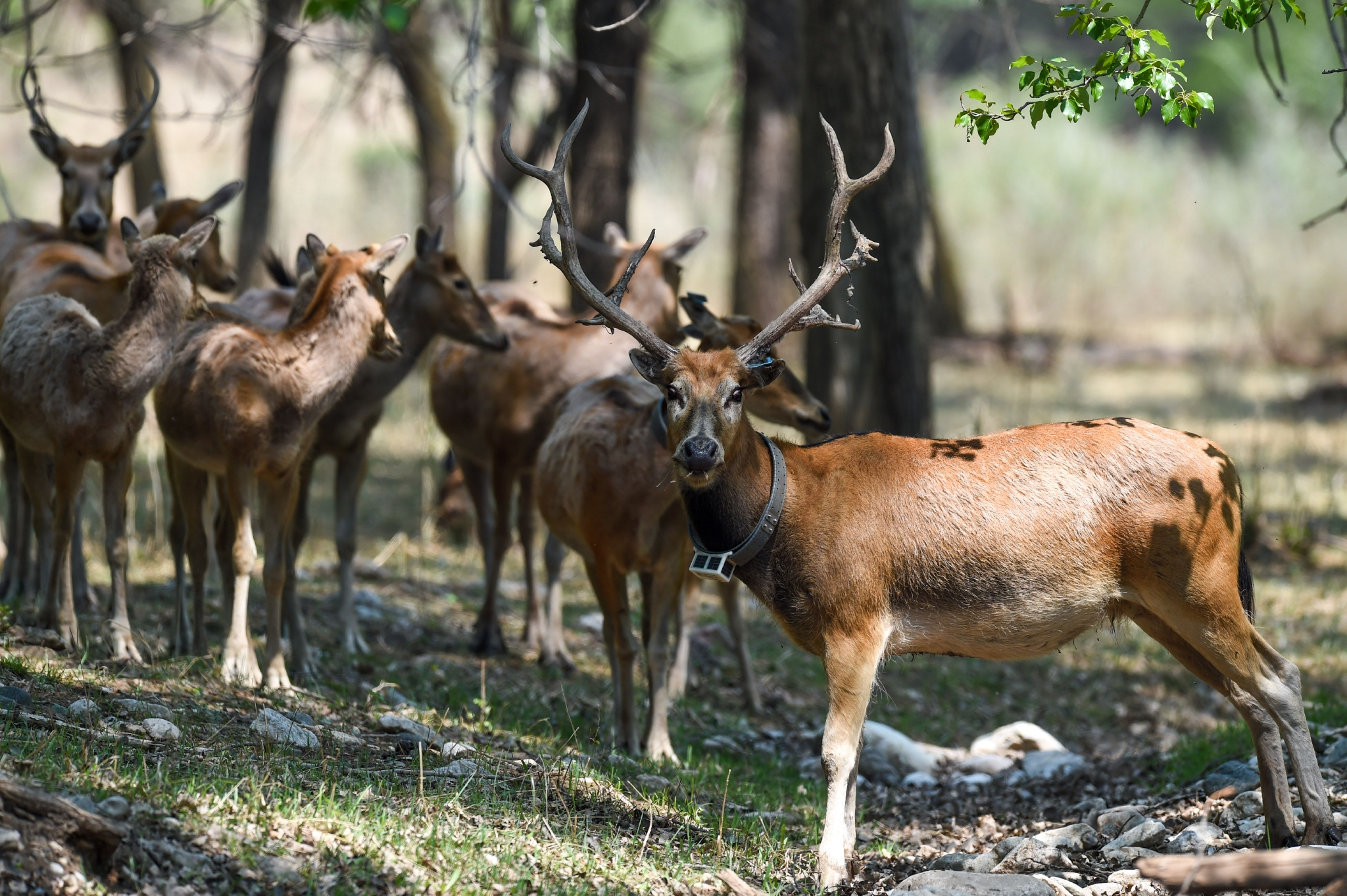 我国野放麋鹿种群在内蒙古成功繁衍
