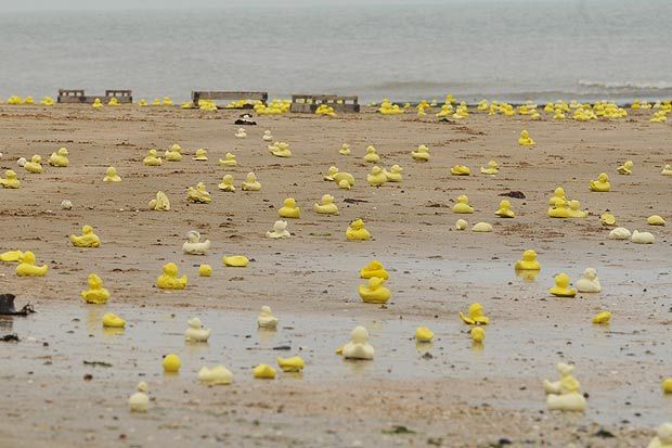 由于洋流的关系，小黄鸭在随后的十几年里不时出现在世界各地的海滩上。&nbsp;&nbsp;