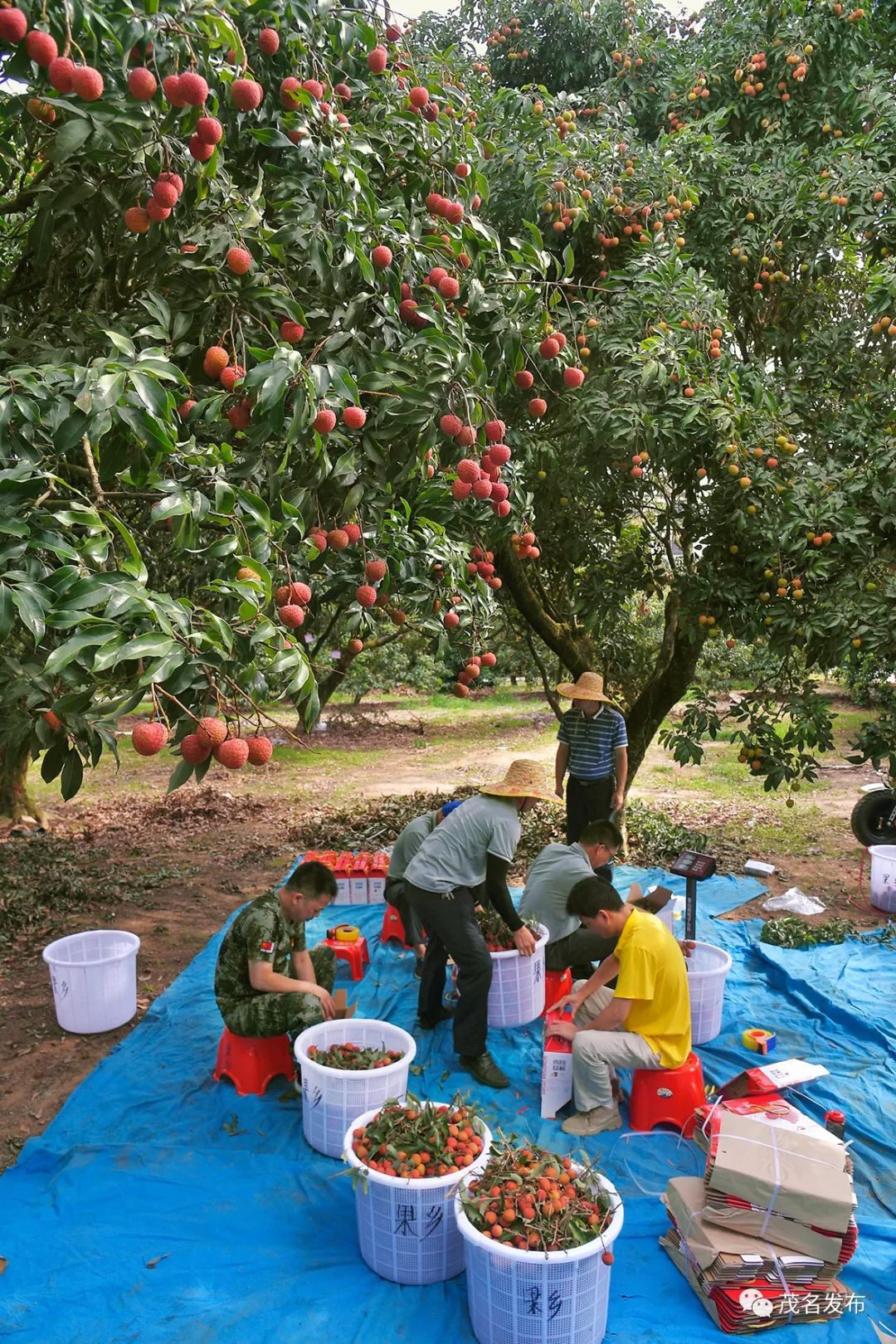 定制荔枝熟了,公司员工在体验采摘乐趣